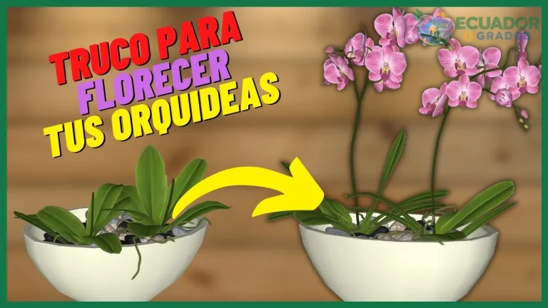 Cómo hacer florecer una orquídea