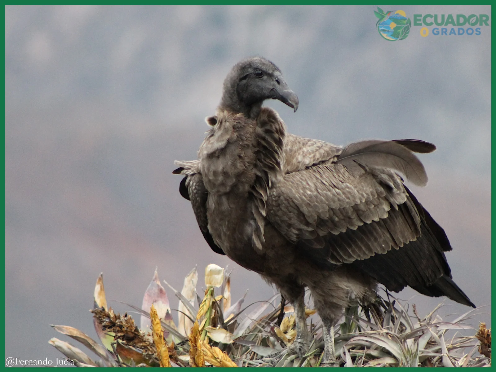 Cómo identificar al cóndor andino en su hábitat de la cordillera de los Andes