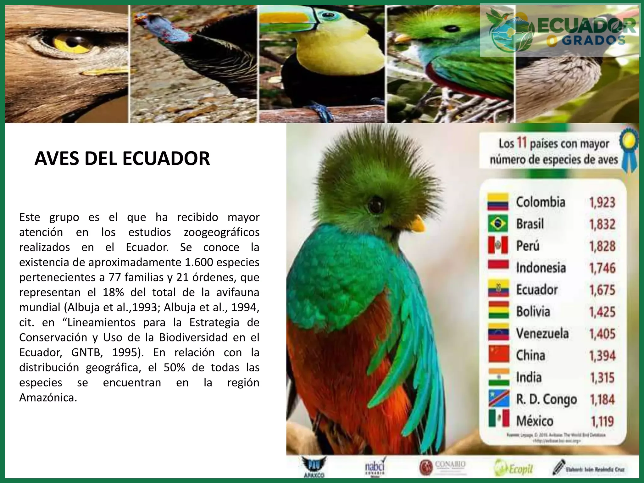 Cómo identificar aves endémicas del Ecuador en una salida de observación