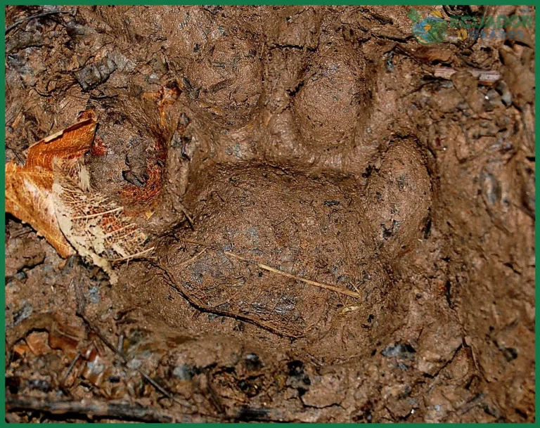 Cómo identificar huellas de animales en la selva ecuatoriana
