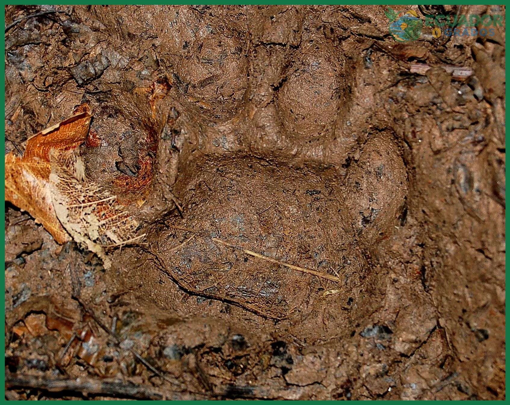 Cómo identificar huellas de animales en la selva ecuatoriana