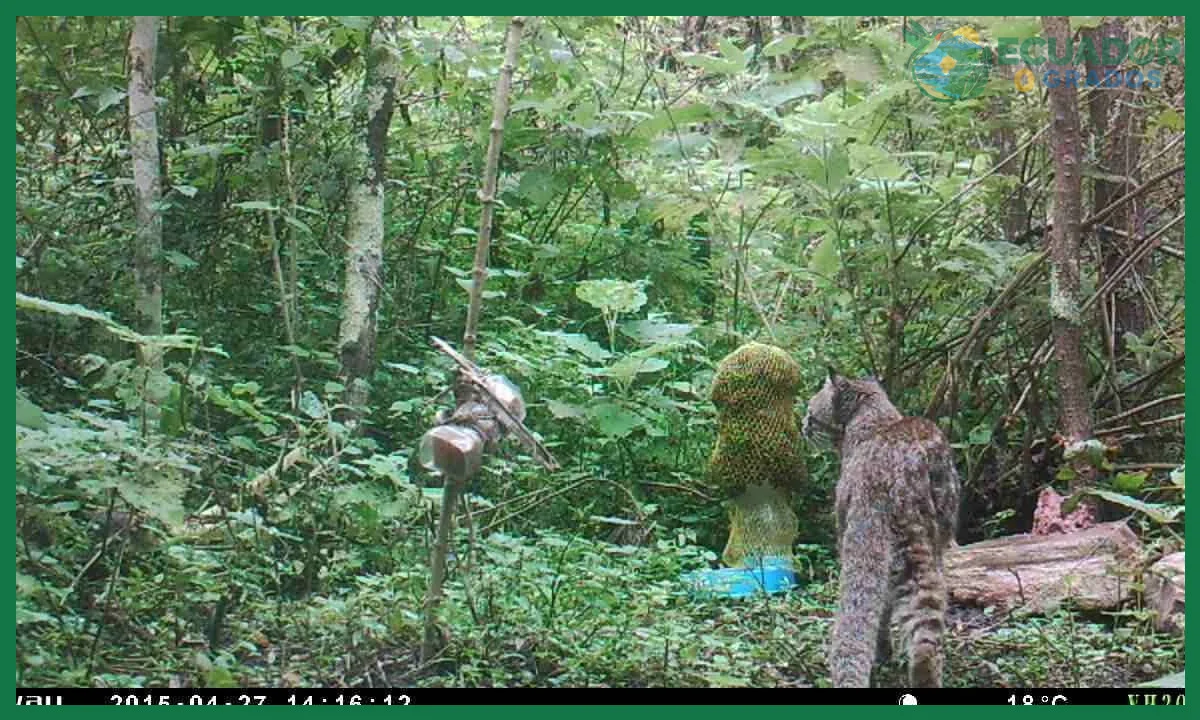 Cómo identificar huellas de animales en la selva ecuatoriana