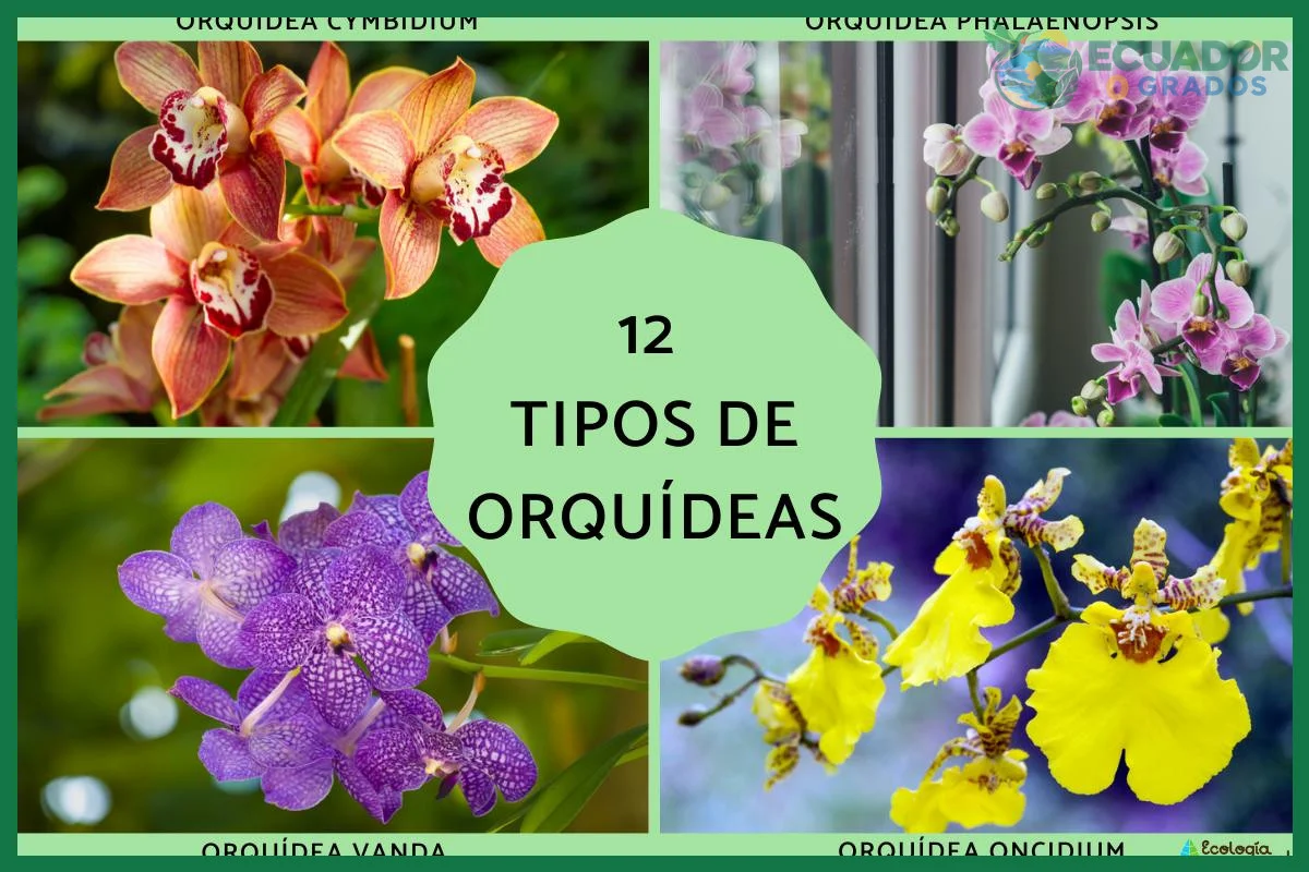 Cómo identificar las orquídeas más comunes del Ecuador
