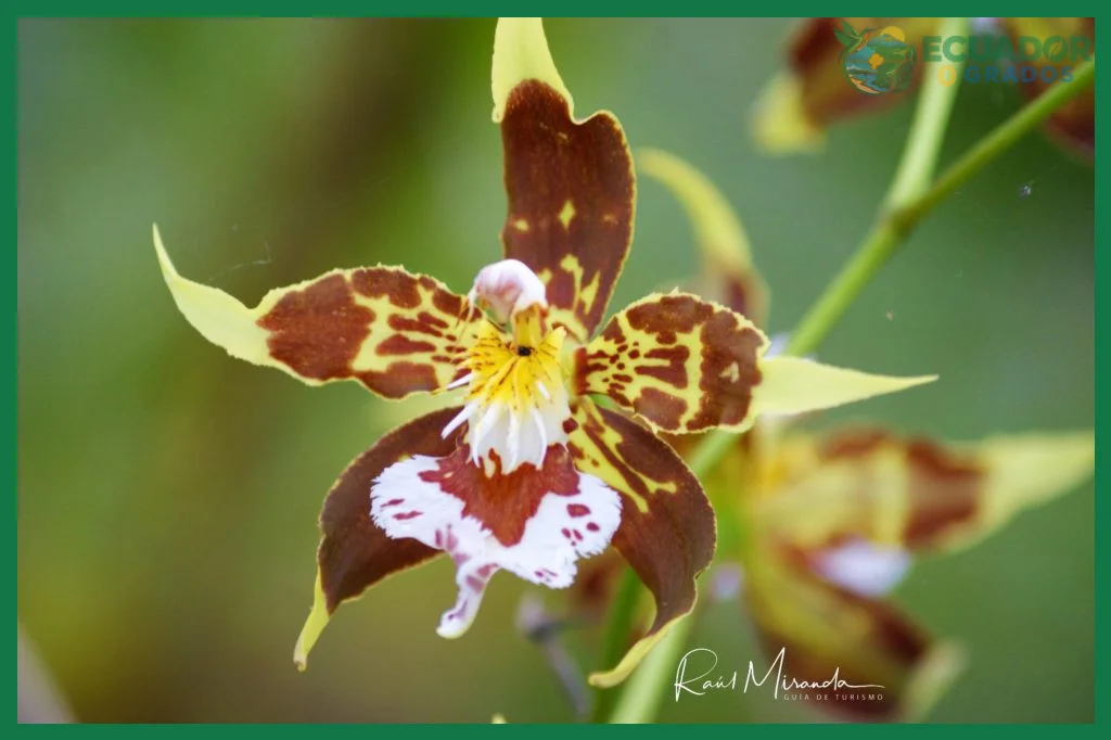 Cómo identificar las orquídeas más comunes del Ecuador