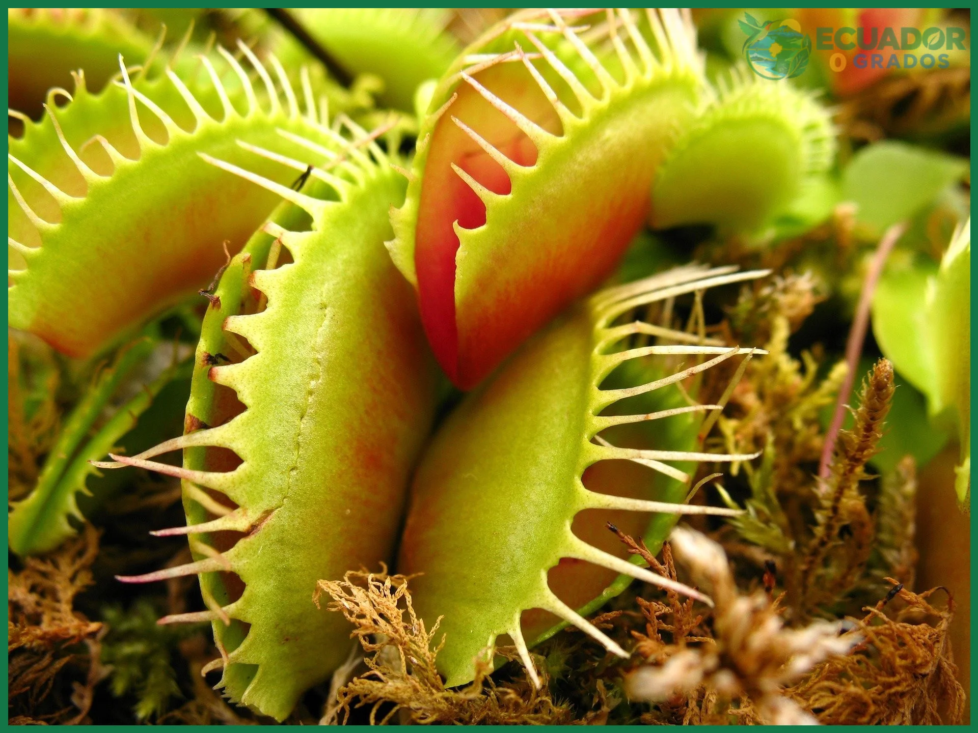 Cómo identificar las plantas carnívoras del Ecuador en su hábitat natural