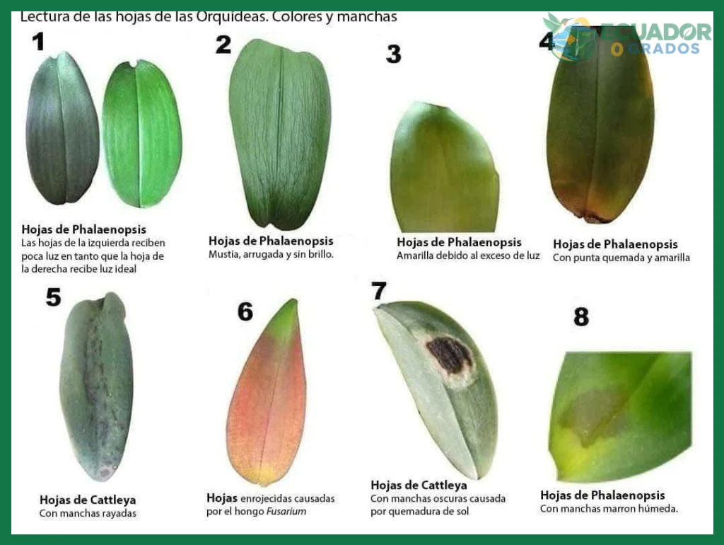 Cómo identificar una orquídea por sus hojas