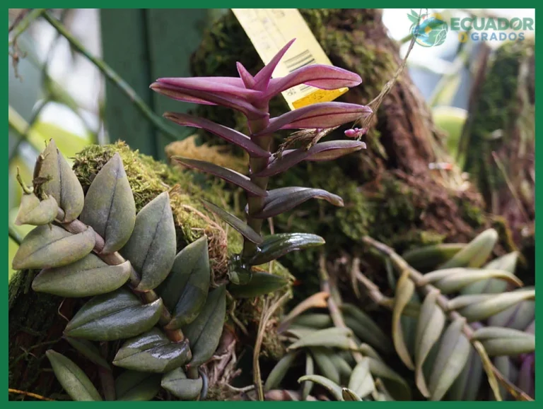 Cómo identificar una orquídea por sus hojas