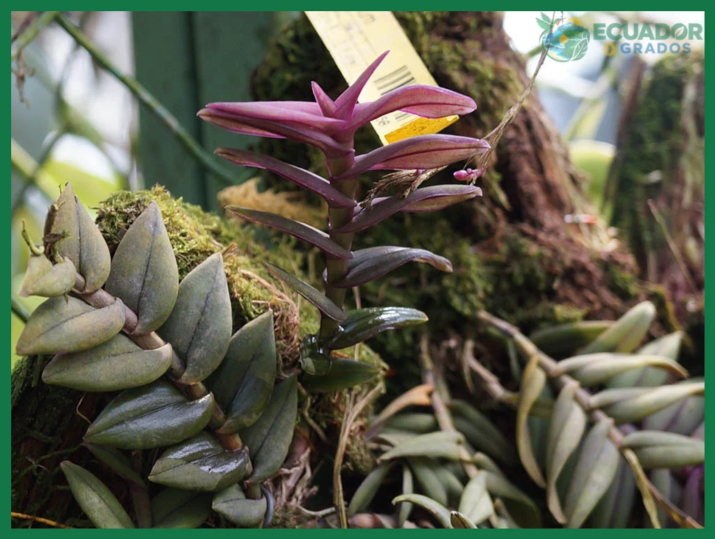 Cómo identificar una orquídea por sus hojas