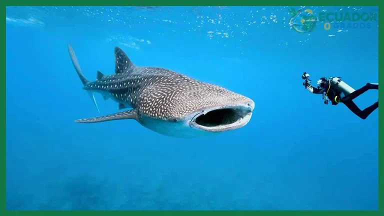 Cómo nadar con tiburones en Galápagos