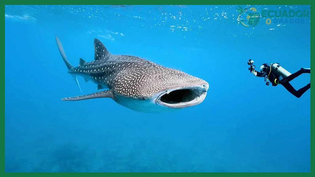Cómo nadar con tiburones en Galápagos