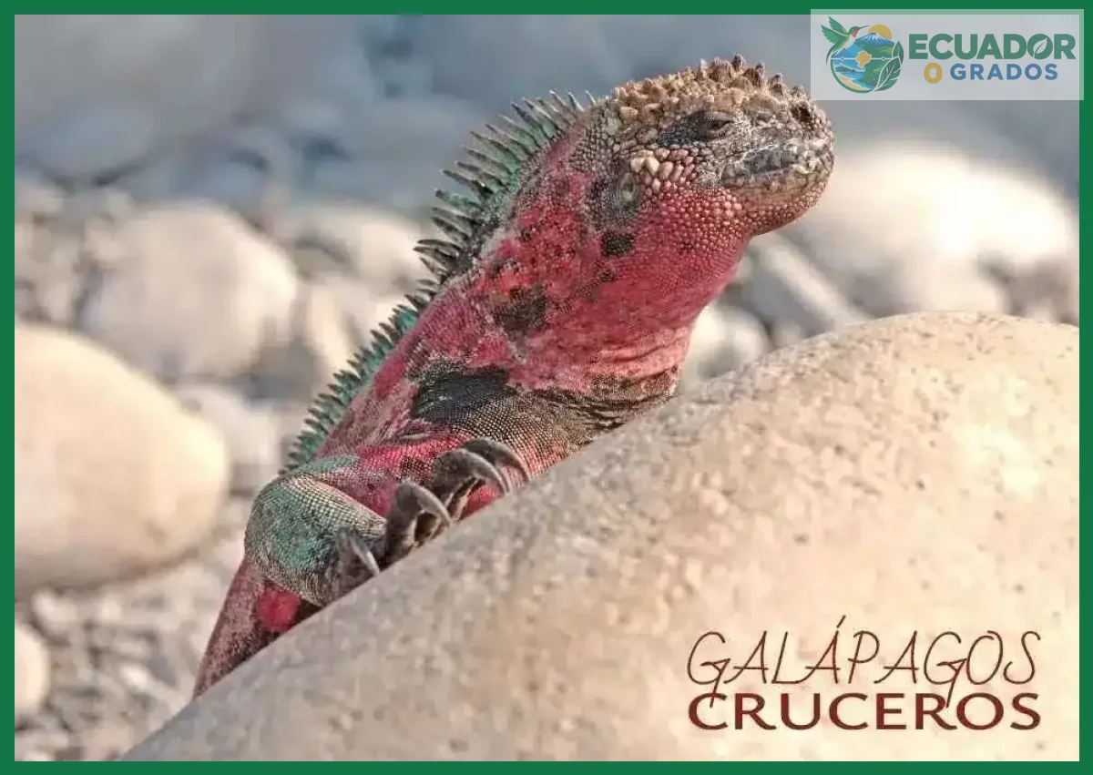 Cómo observar a los animales únicos de las Islas Galápagos en su hábitat