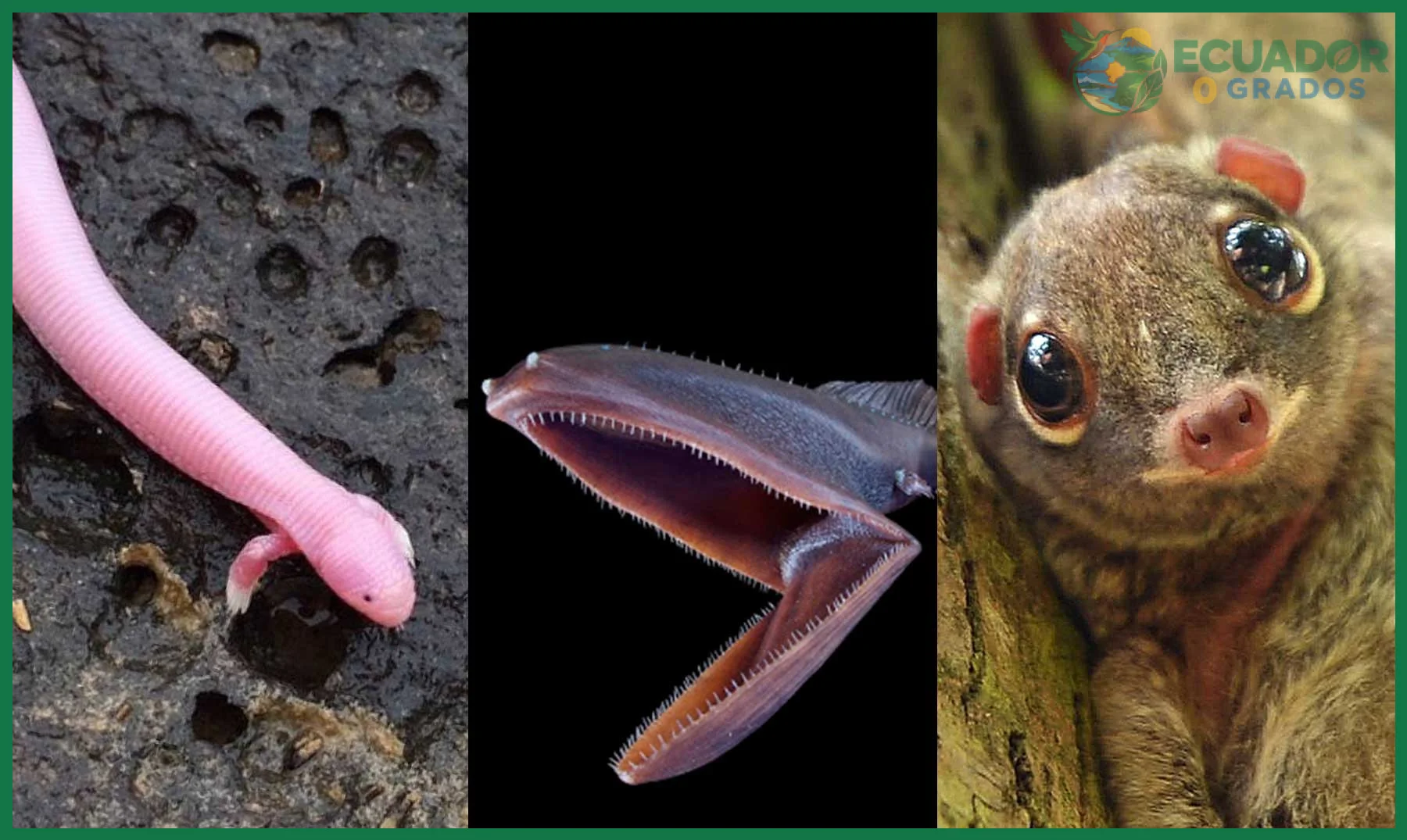 Cómo observar animales insólitos del Ecuador en su hábitat natural
