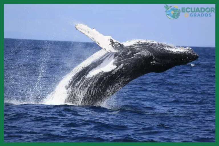 Cómo observar ballenas jorobadas en las costas ecuatorianas