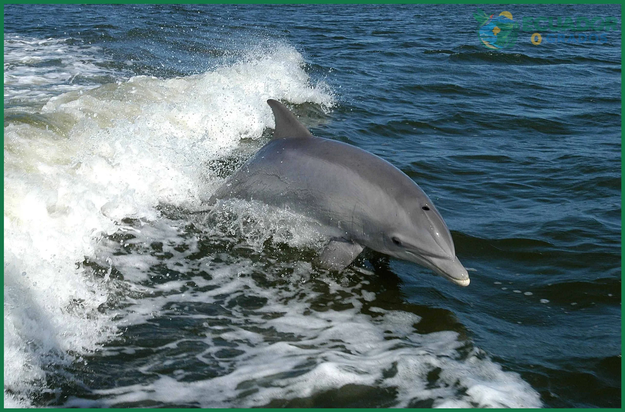 Cómo observar delfines y ballenas en Ecuador