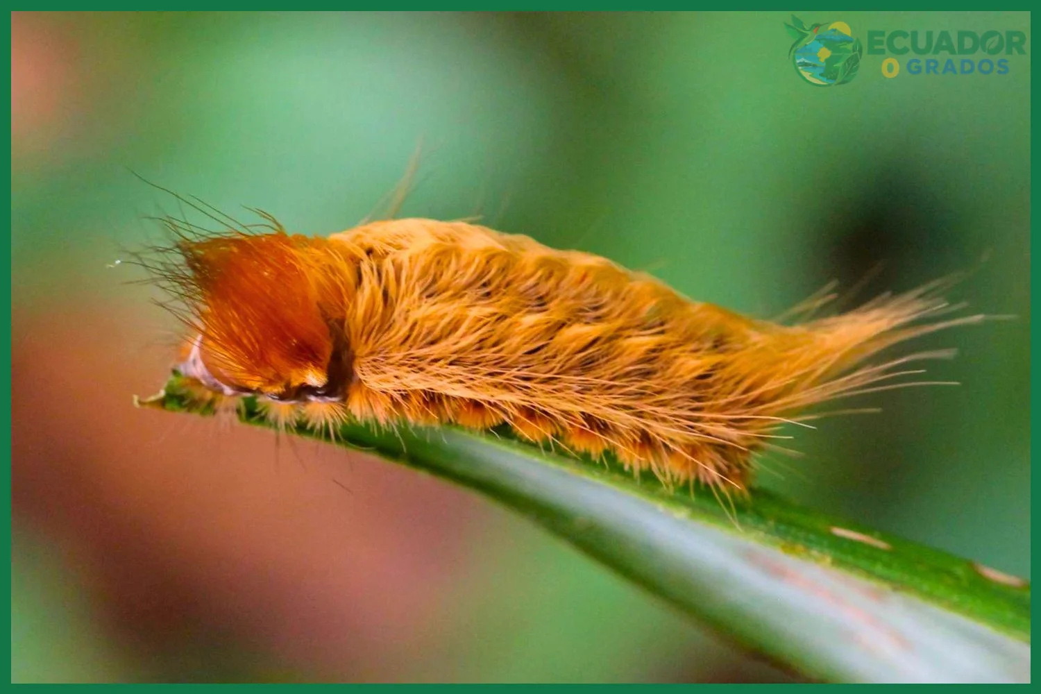Cómo observar los insectos increíbles de la Amazonía del Ecuador en su hábitat