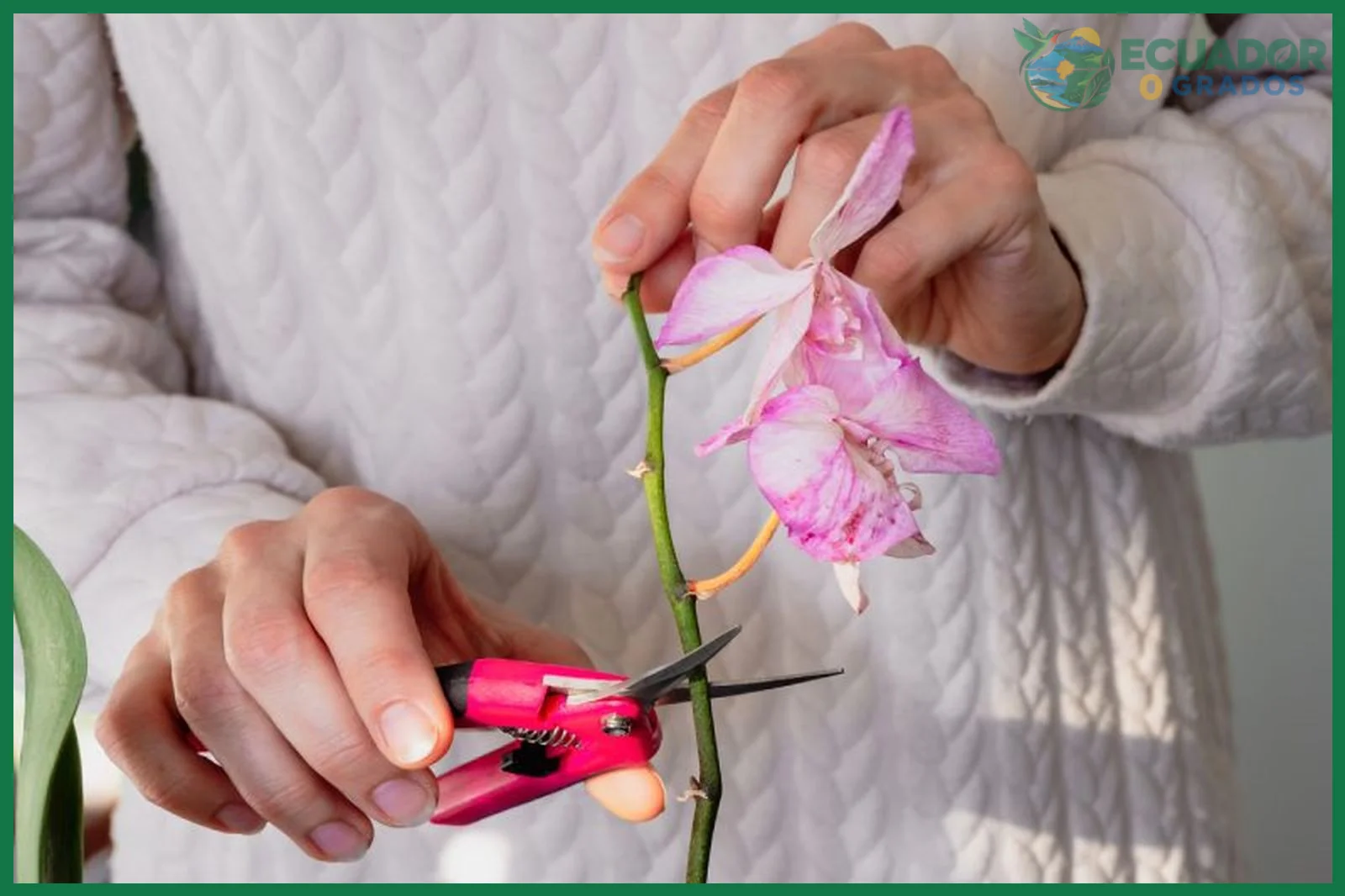 Cómo podar una orquídea correctamente