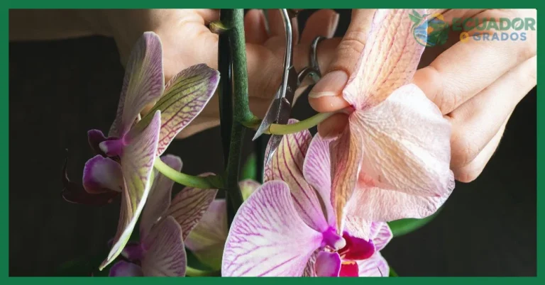 Cómo podar una orquídea correctamente