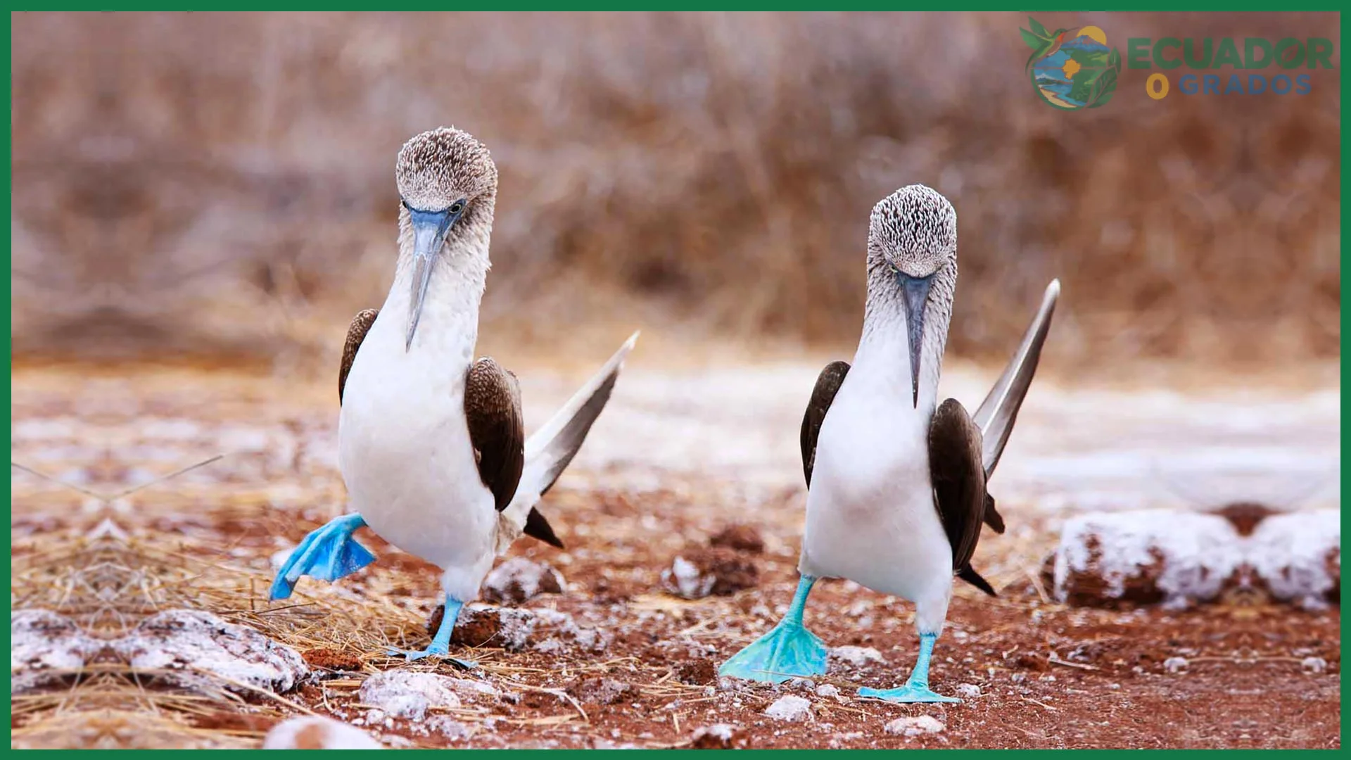 Cómo proteger la fauna de Galápagos