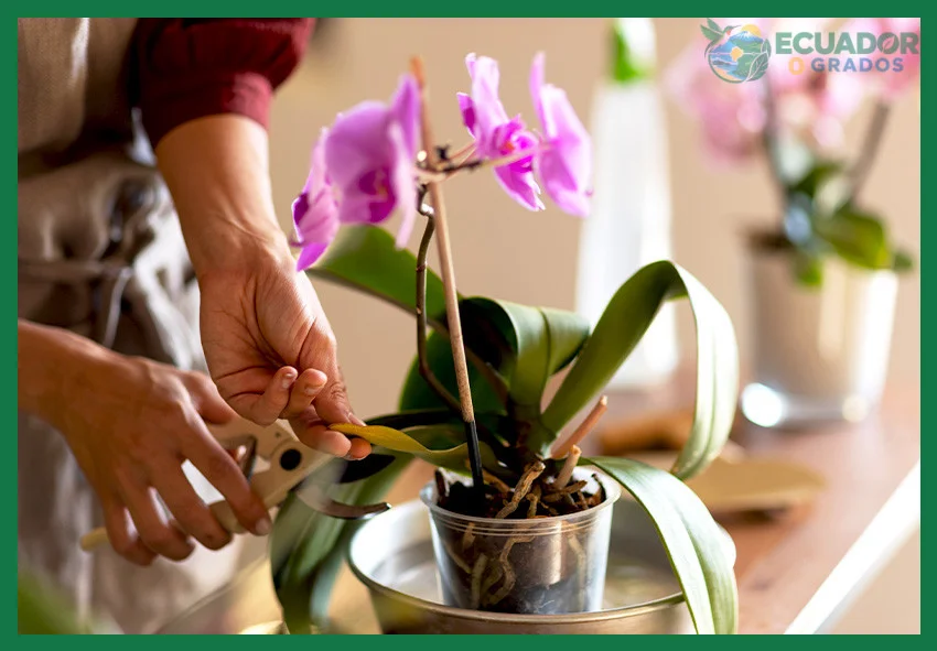 Cómo proteger las orquídeas del frío y el calor
