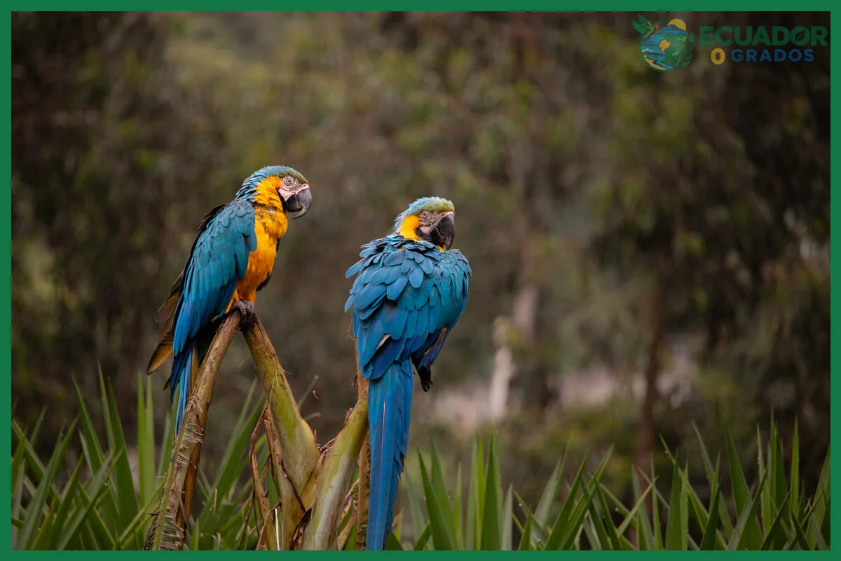 Cómo proteger y conservar las aves endémicas del Ecuador en peligro de extinción