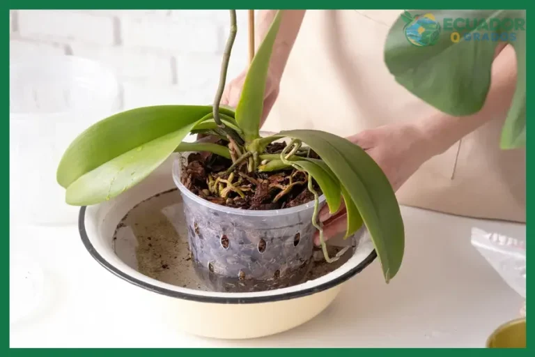 Cómo regar las orquídeas correctamente