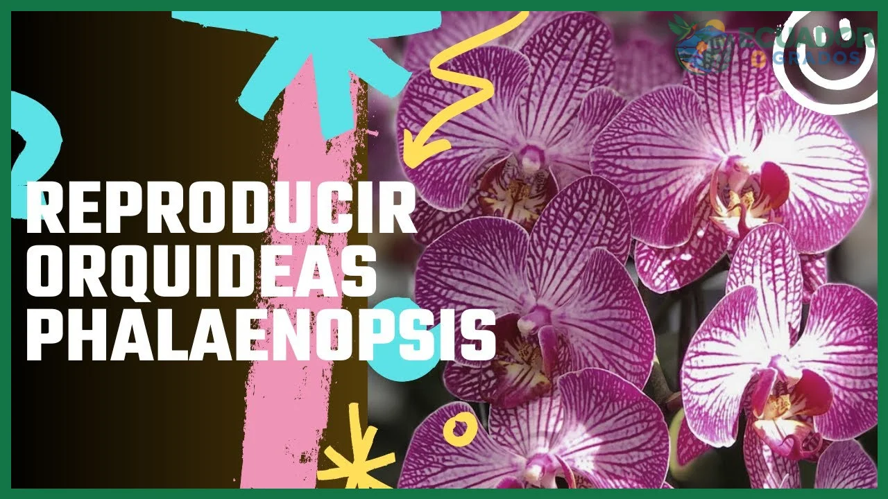 Cómo reproducir orquídeas por división