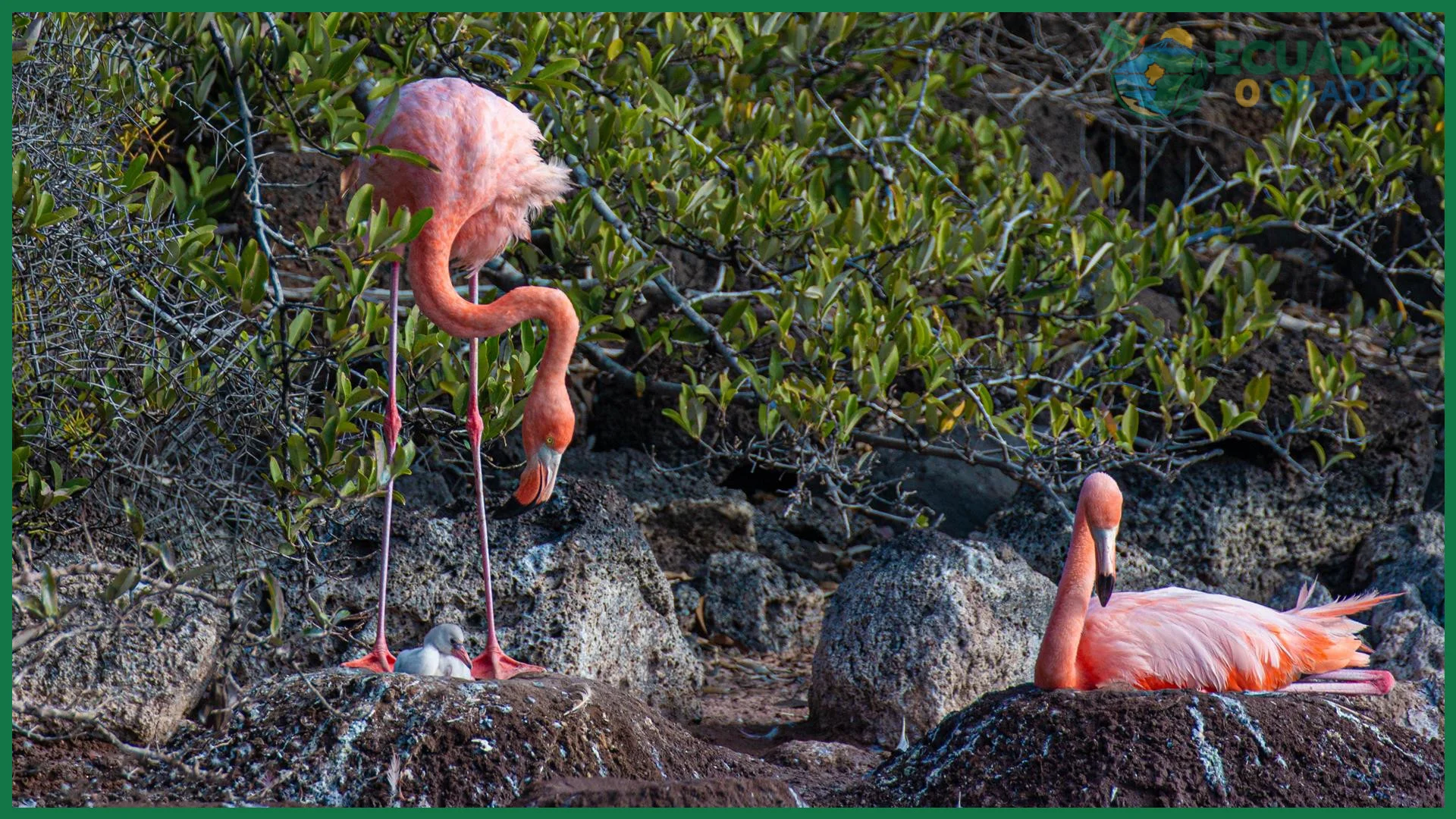 Cómo se adaptaron los animales de Galápagos
