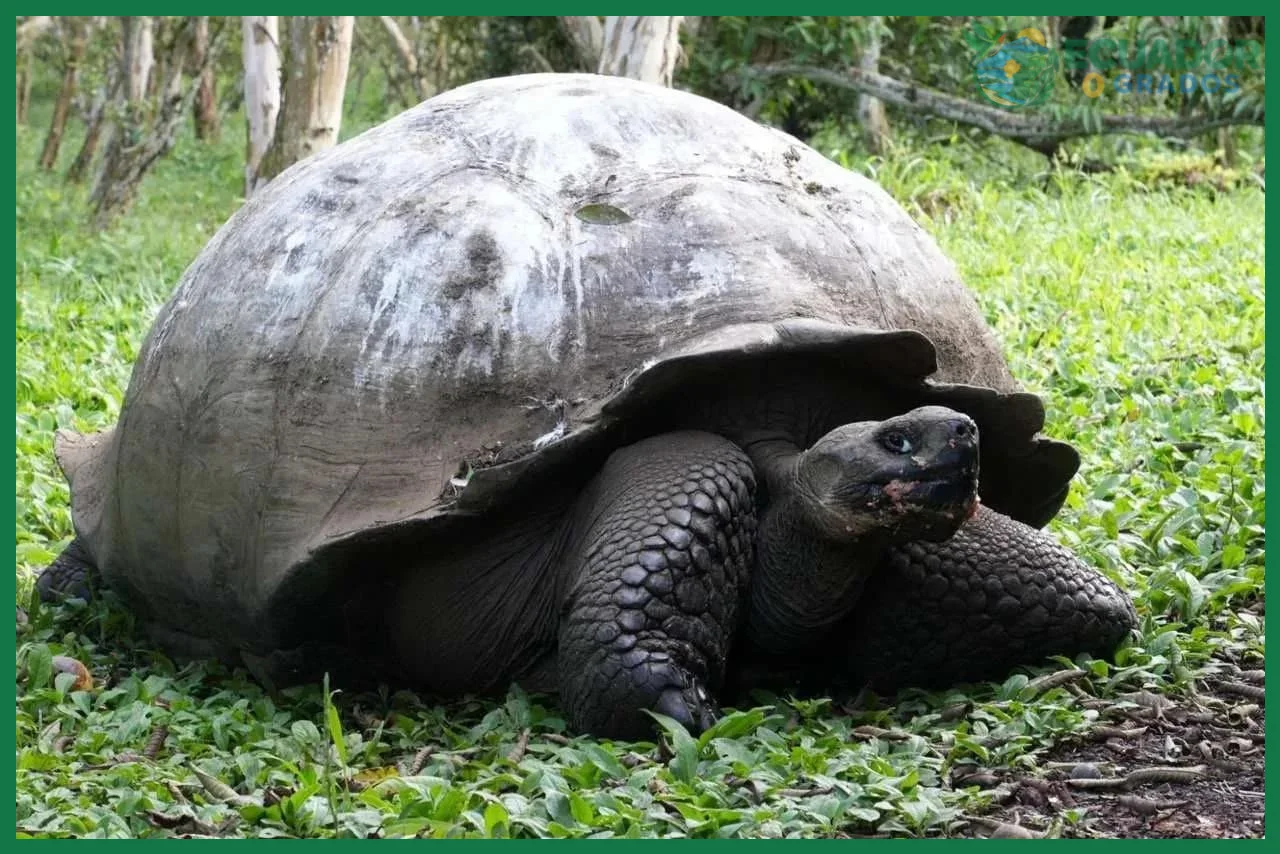 Cómo se formó la fauna única de Galápagos