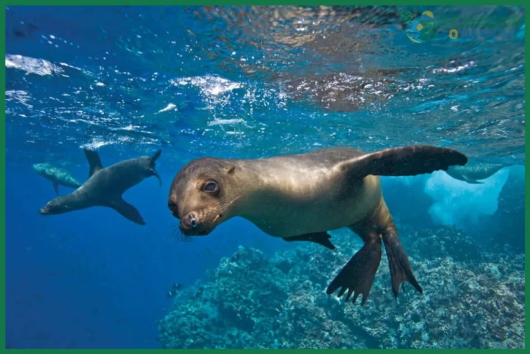 Cómo ver lobos marinos en Galápagos