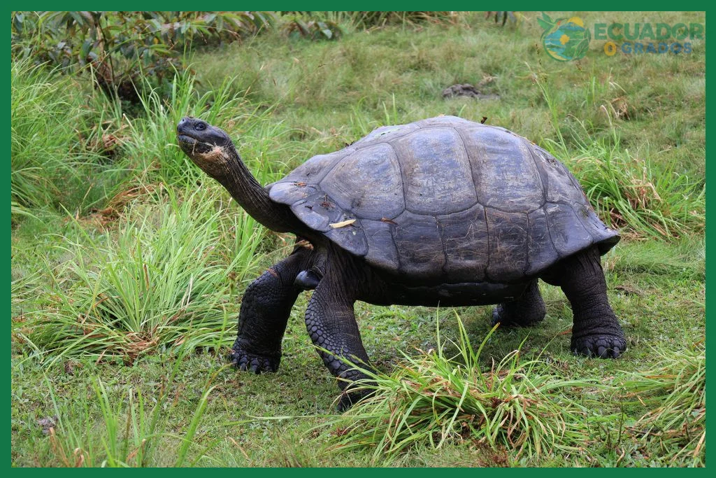 Cómo ver tortugas gigantes en Galápagos