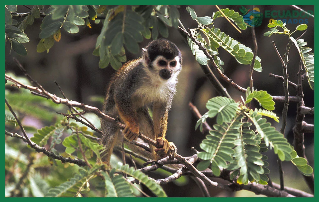 Cómo visitar la Amazonía ecuatoriana para ver fauna silvestre