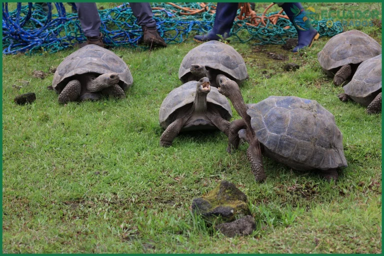 Cómo viven las tortugas gigantes de Galápagos