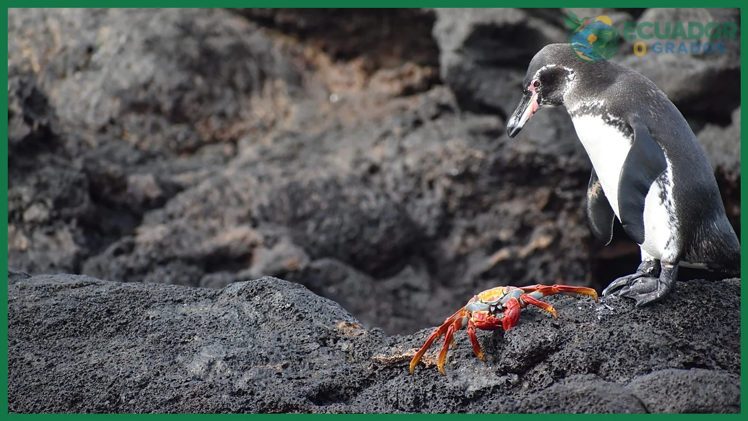 Cómo y cuándo ver pingüinos de Galápagos en un crucero o tour