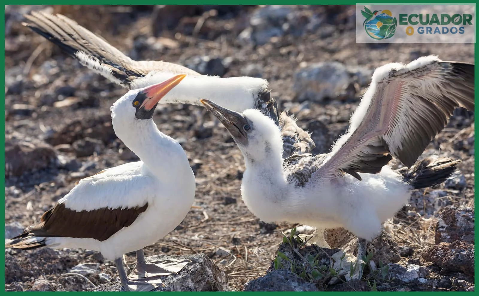 Confundir aves endémicas del Ecuador con especies migratorias o introducidas