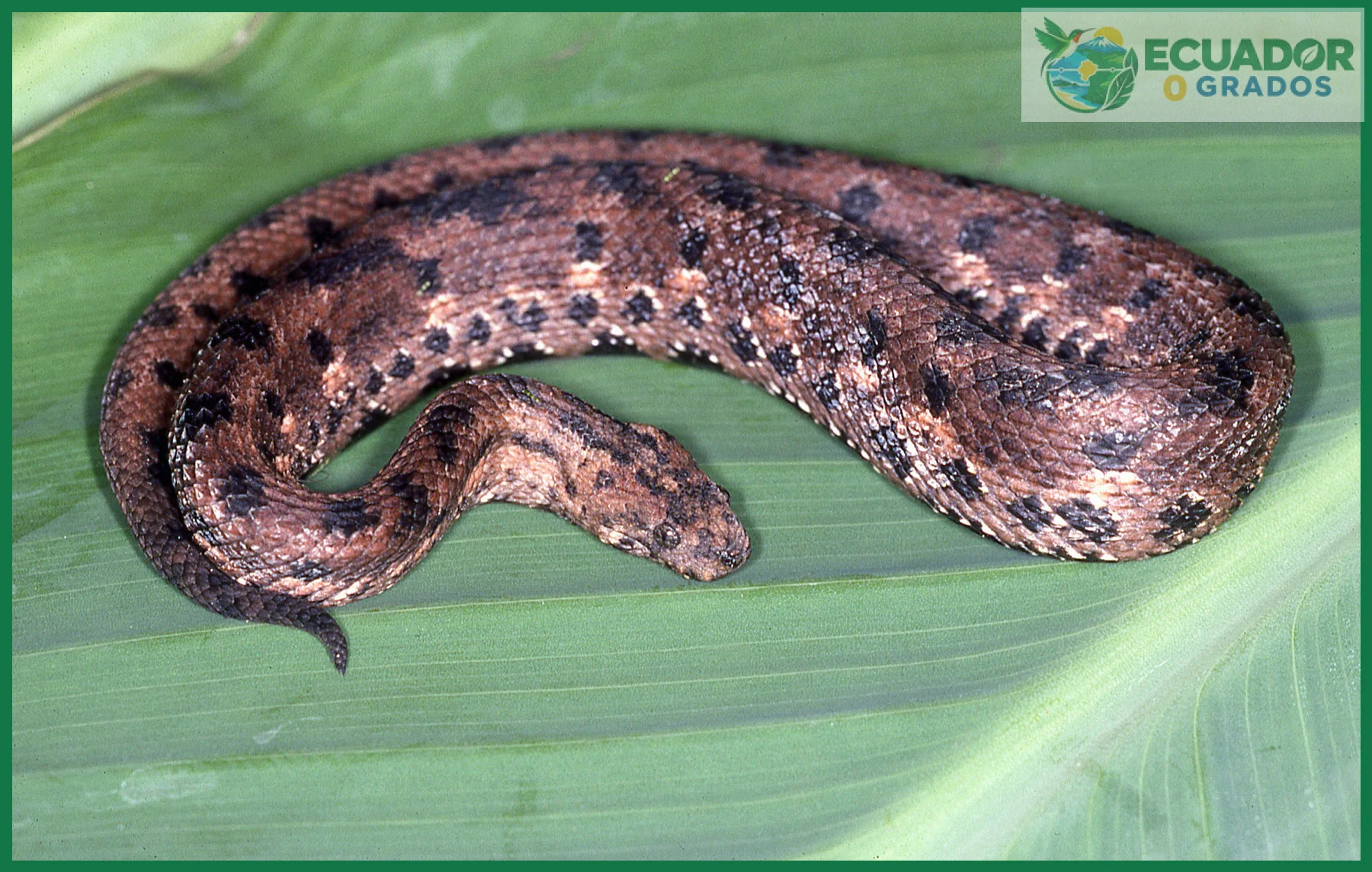 Confundir especies endémicas del Ecuador con especies nativas de América del Sur