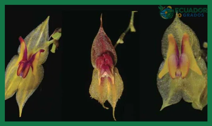 Confundir especies registradas con especies endémicas del Ecuador