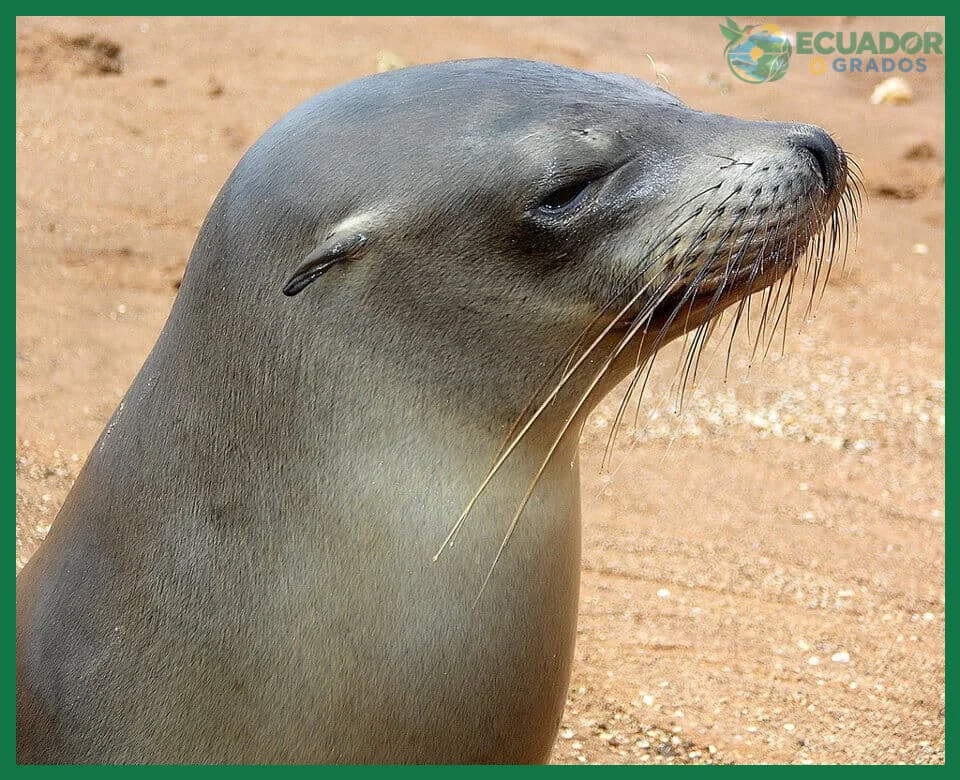 Confundir lobos peleteros con leones marinos en Galápagos