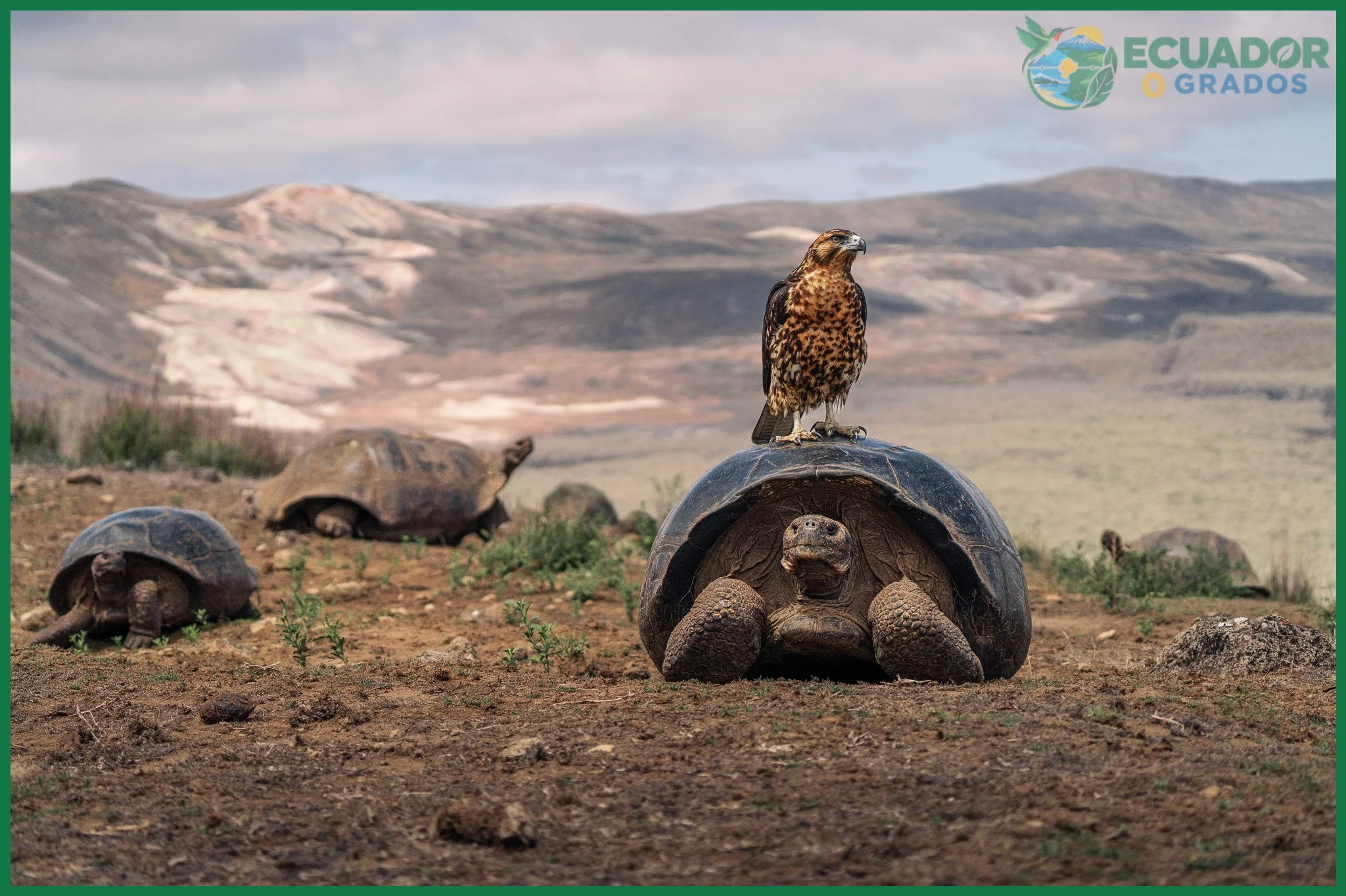Conocer las especies en peligro crítico de las islas Galápagos