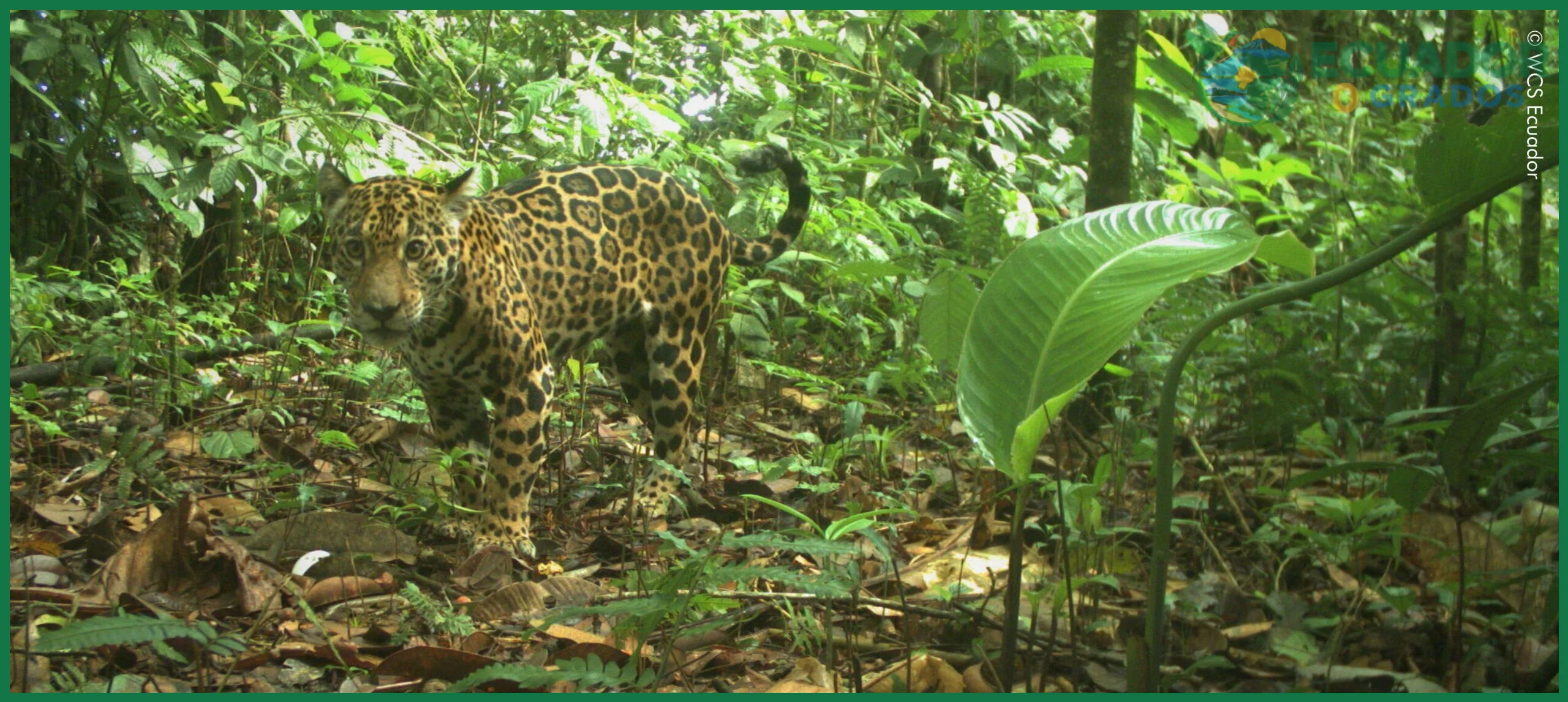 Conocimiento previo de la fauna de la cuenca del Amazonas ecuatoriana