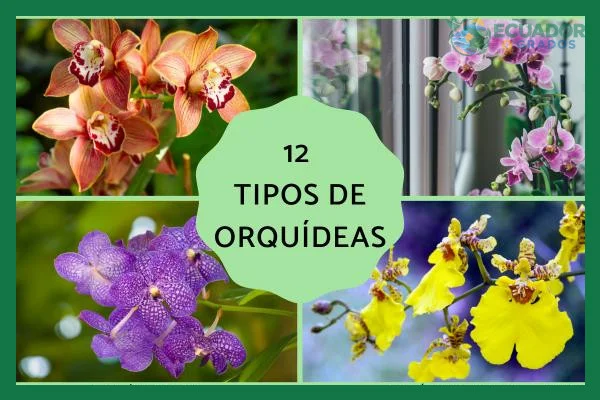 Conocimientos básicos de morfología: pseudobulbos, hojas y sépalos