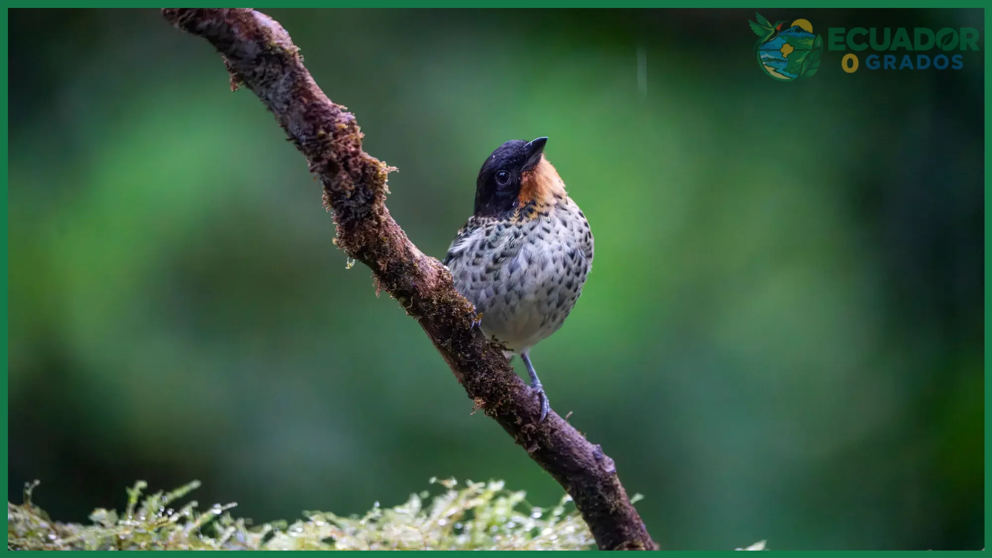 Consejos y errores comunes al buscar aves endémicas de la Amazonía ecuatoriana