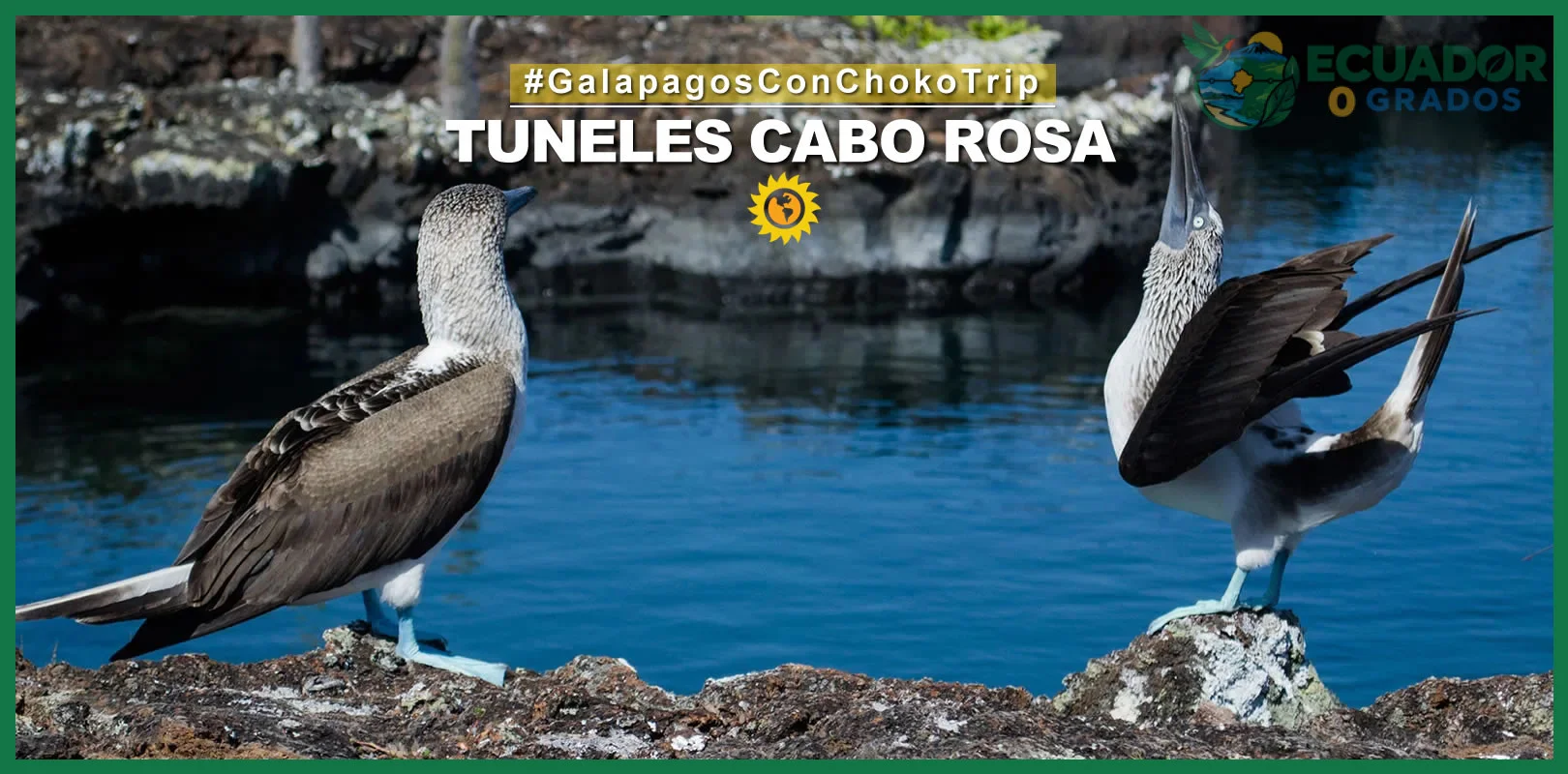 Consejos y errores comunes al buscar especies endémicas en Galápagos