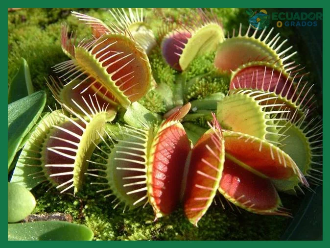 Consejos y errores comunes al buscar plantas carnívoras en Ecuador