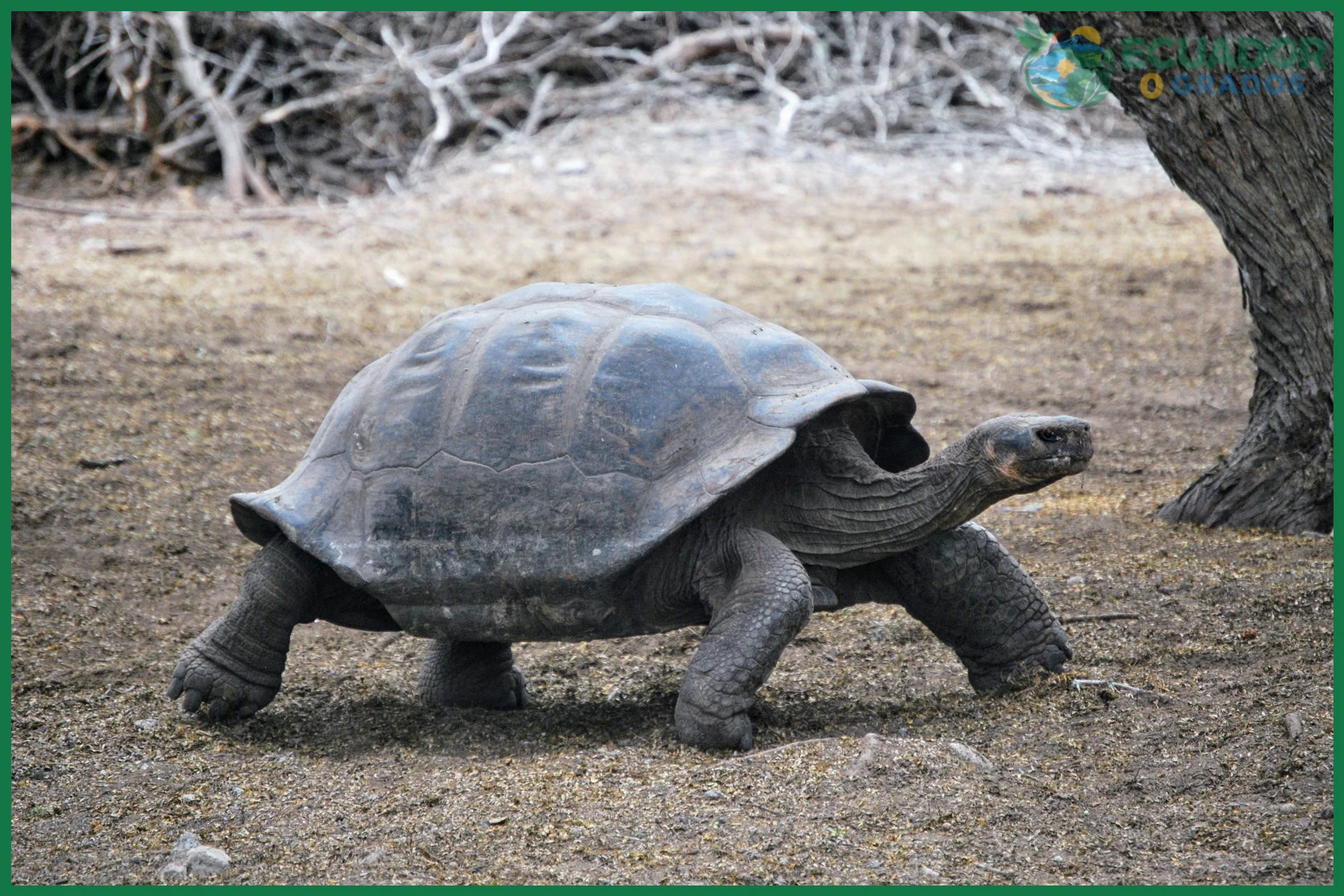 Consejos y errores comunes sobre qué comen las tortugas gigantes de Galápagos