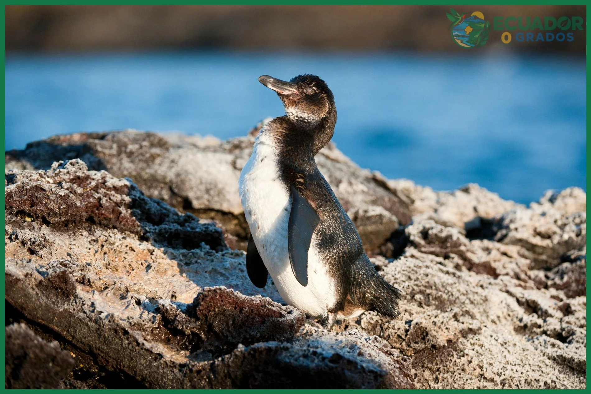 Conservación de las especies en peligro de extinción en Galápagos