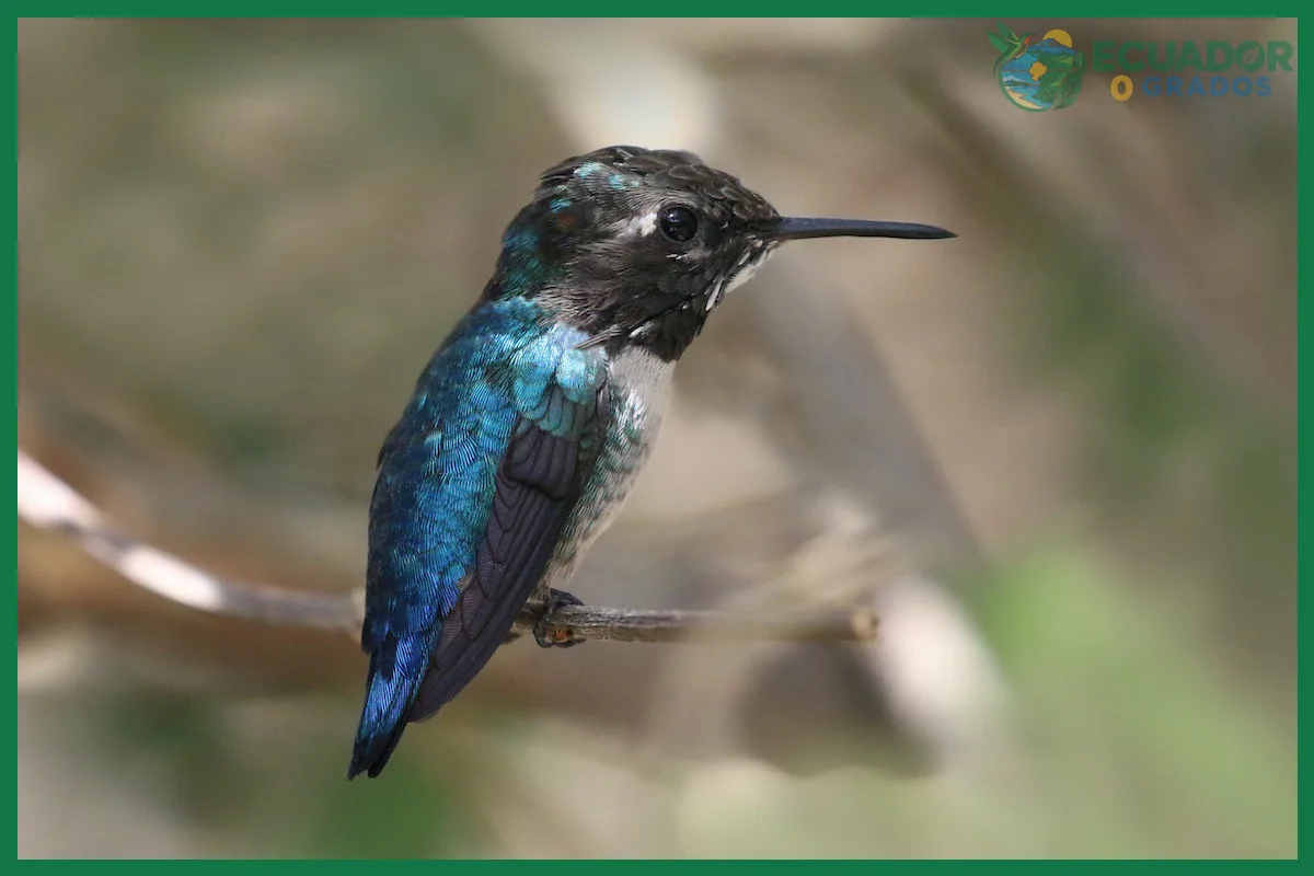 ¿Cuál es el ave más pequeña del mundo y dónde vive el colibrí abeja?
