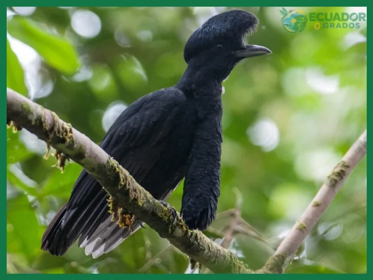 Cuáles son los animales más raros del Ecuador