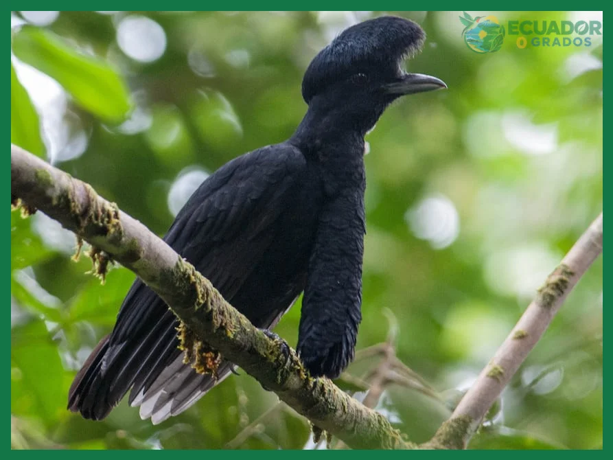 Cuáles son los animales más raros del Ecuador