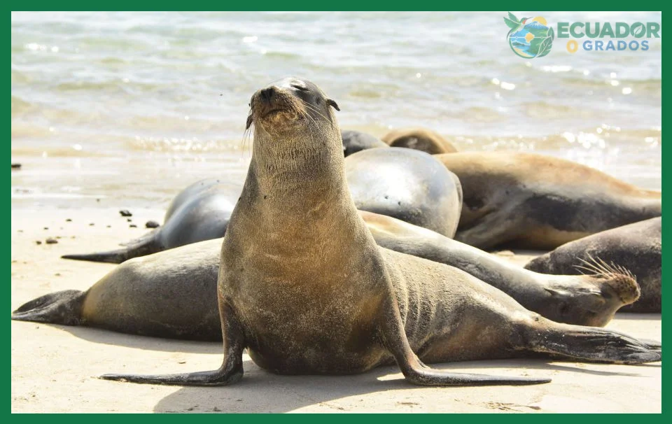 Cuáles son los mamíferos marinos únicos de Galápagos