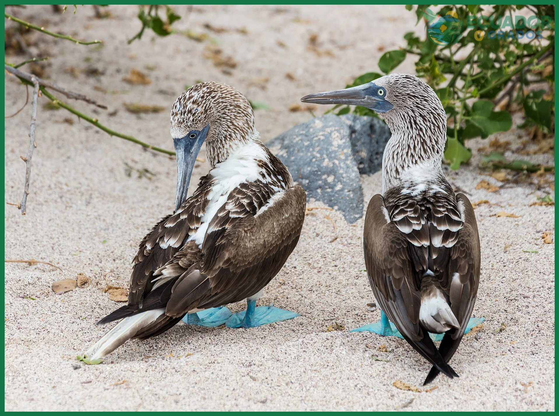 Cuándo y cómo planificar la observación de piqueros de patas azules